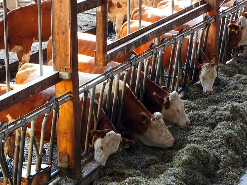 Landwirtschaft & Tierhaltung